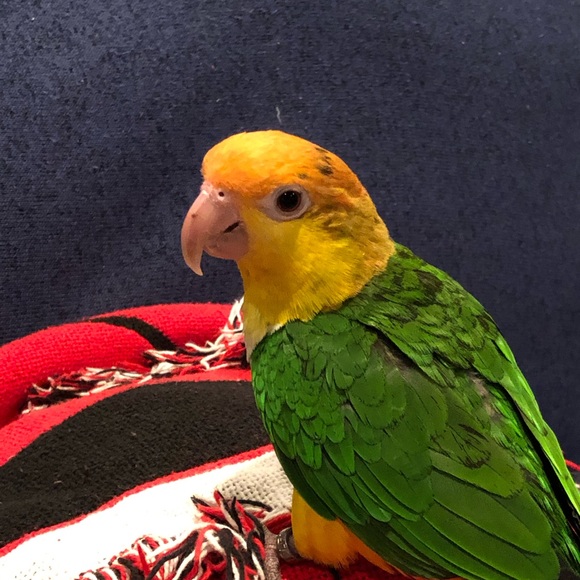 caiquemom